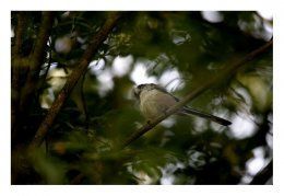 Long tail tit