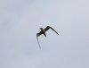 Tern
