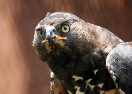 Crowned Eagle