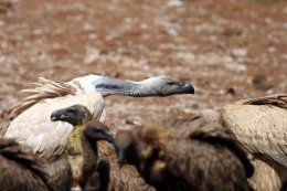 Vulture neck