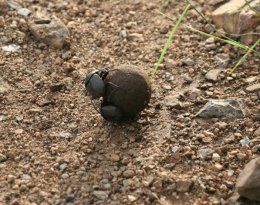 Dung