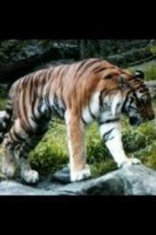 Bronx tiger