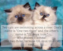 Cats 934x
