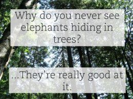 Elephant2 934x