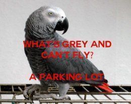 Grey 934x