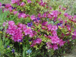 WILD FLOWERS 