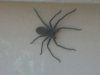 spider.jpg