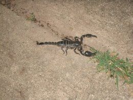 scorpion.jpg