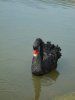 black duck thing.jpg