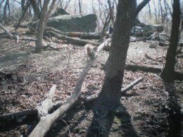 Squirrel 2