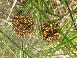 Spidernest 