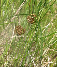 Spider nest 