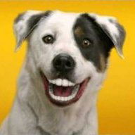 Bristle Hound