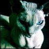 bastet