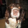 NormantheDog