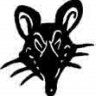 Black Rat