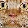 Gingertom