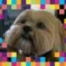 Paullie