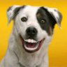 Bristle Hound